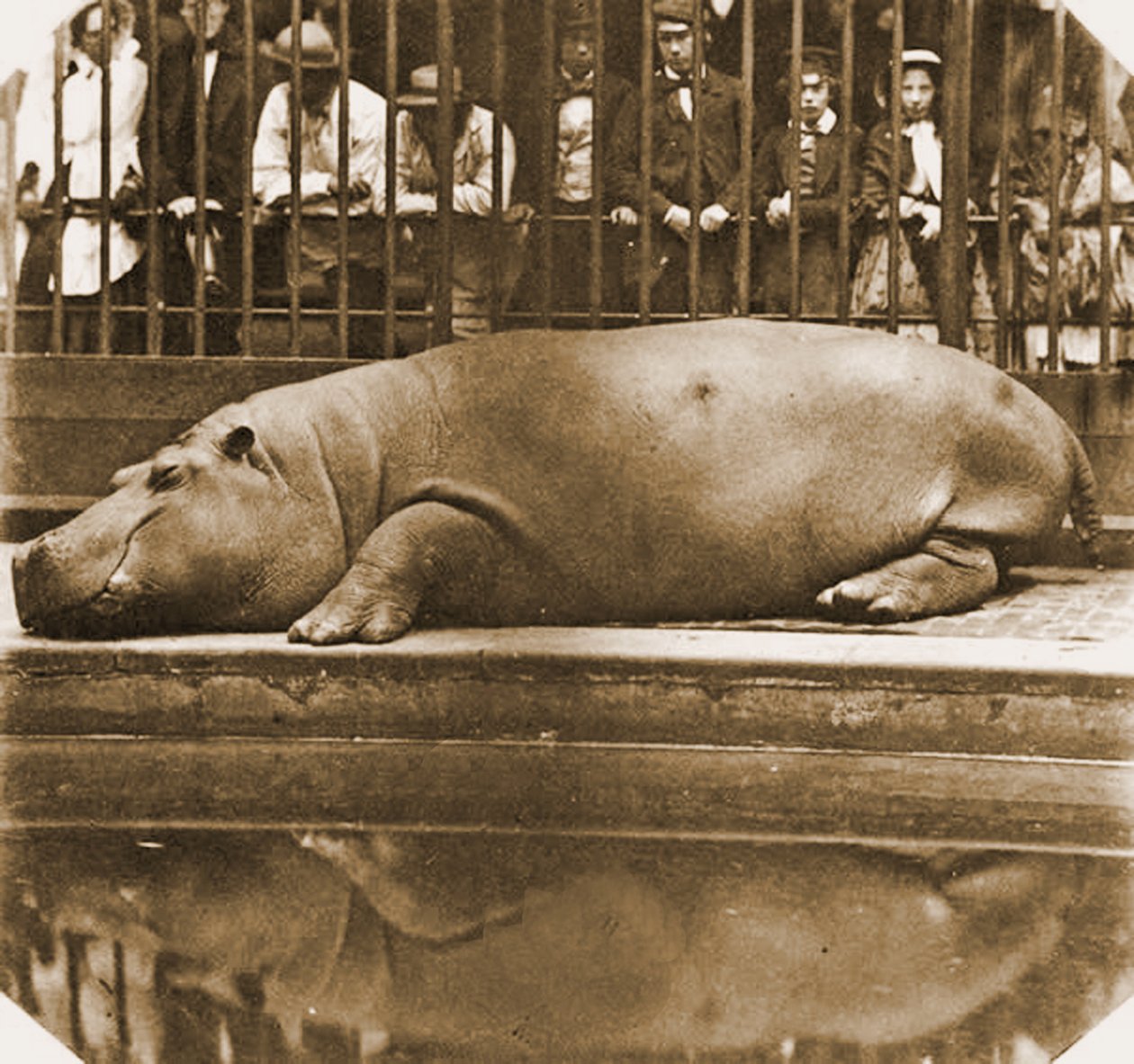 Obaysch das Nilpferd, Londoner Zoo, 1852 von Comte de Montizón Juan