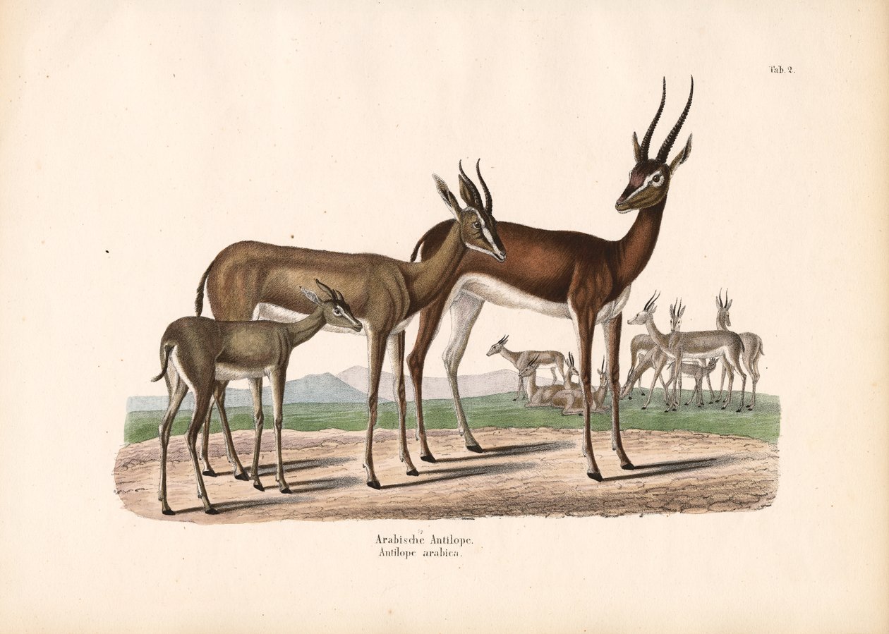 Arabischer Oryx in Halbwüste von Conrad Kull