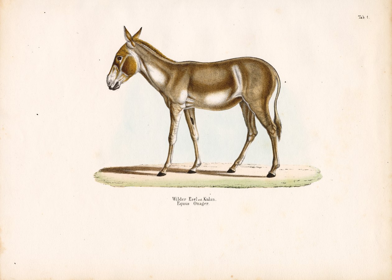 Asiatischer Wildesel oder Kulan von Conrad Kull