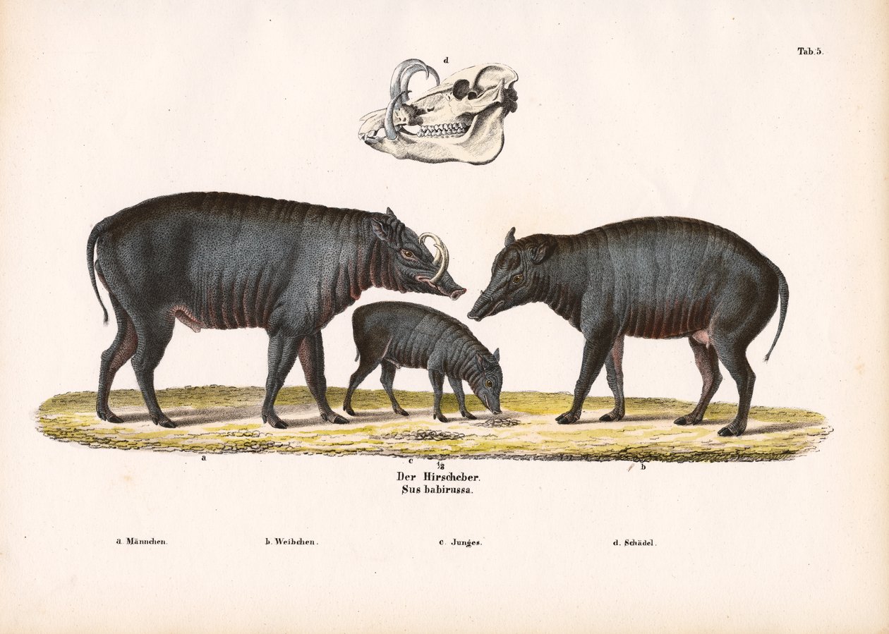 Babirusa-Familie mit Schädelansicht von Conrad Kull