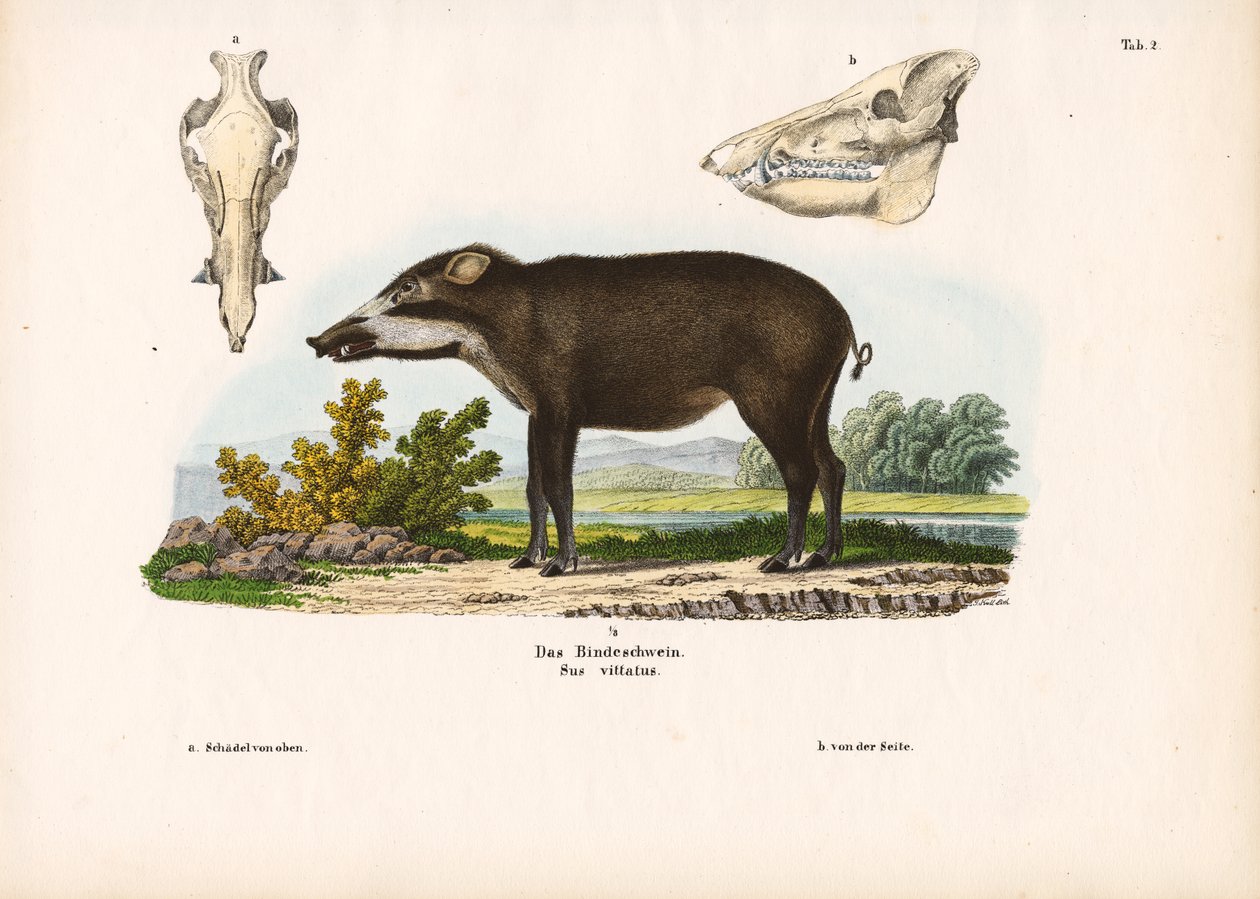 Bänderschwein mit anatomischen Details von Conrad Kull