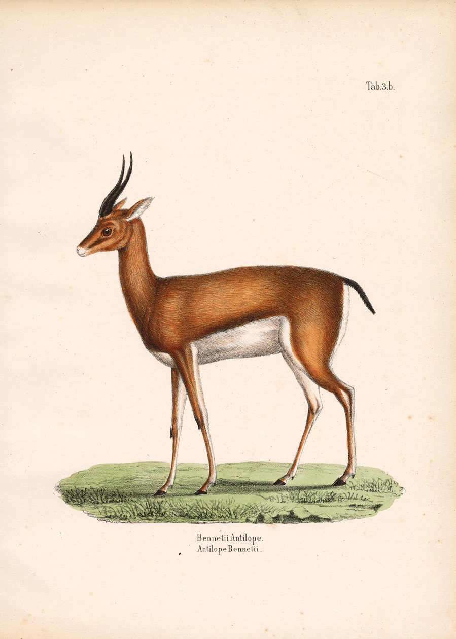 Bennett-Gazelle in Seitenansicht von Conrad Kull
