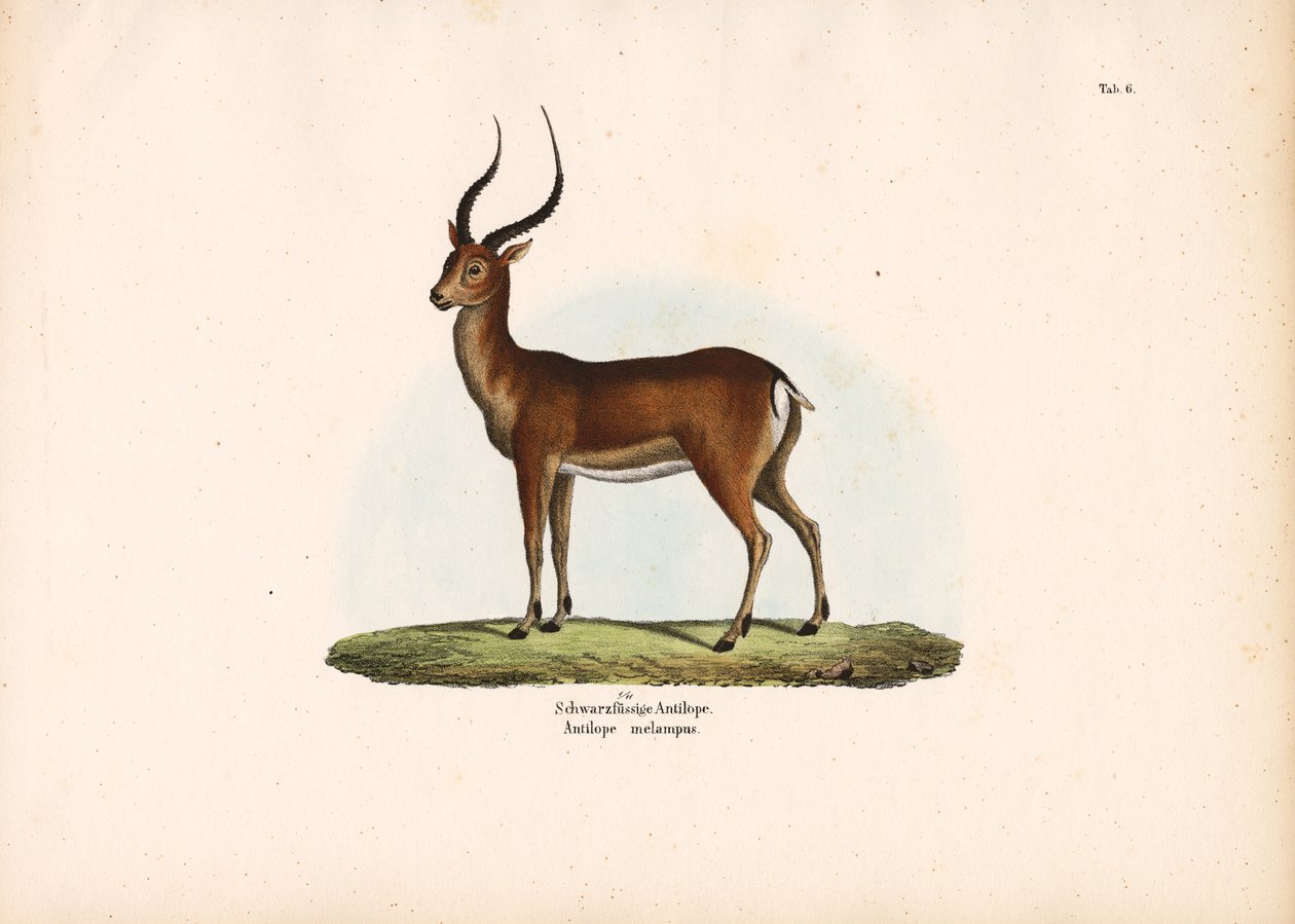 Schwarzfußantilope von Conrad Kull