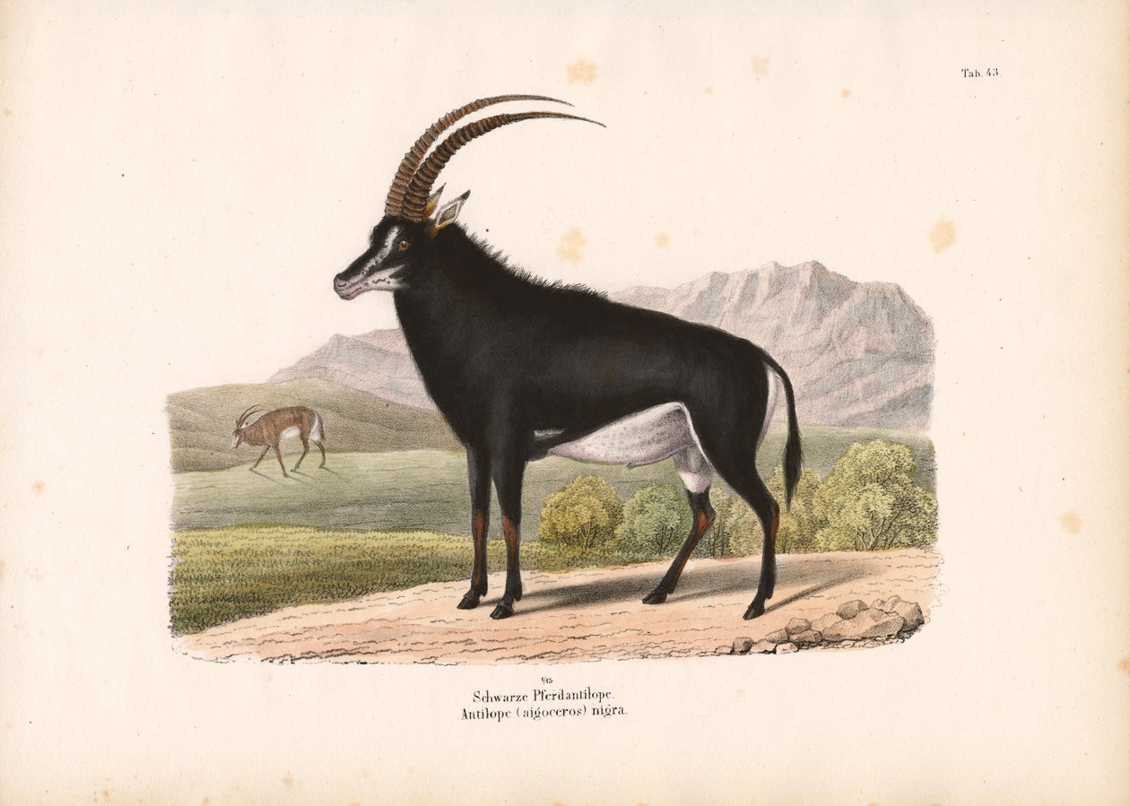 Schwarze Pferdeantilope von Conrad Kull