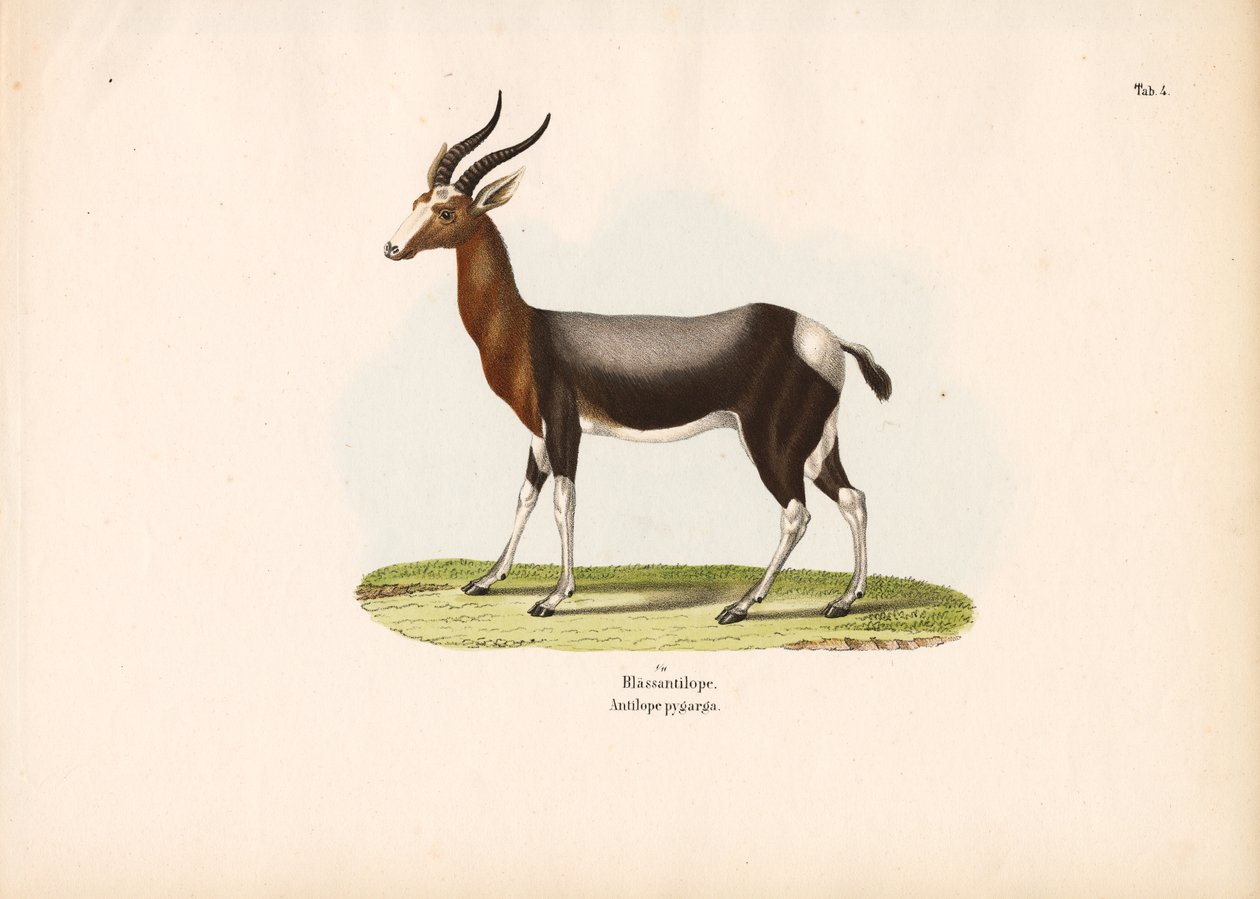 Bontebok von Conrad Kull