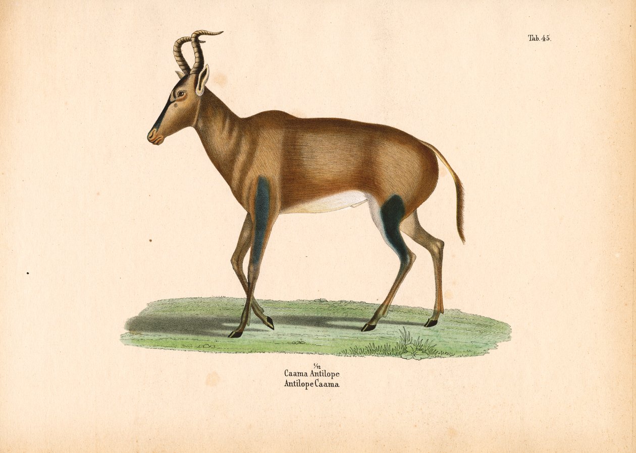 Caama-Antilope von Conrad Kull