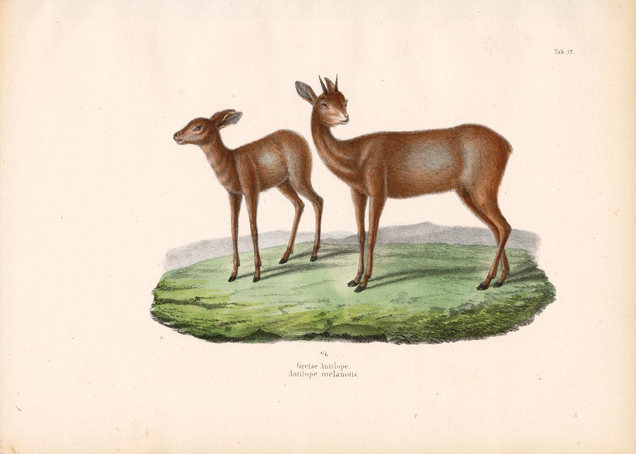 Kap-Grysbok von Conrad Kull