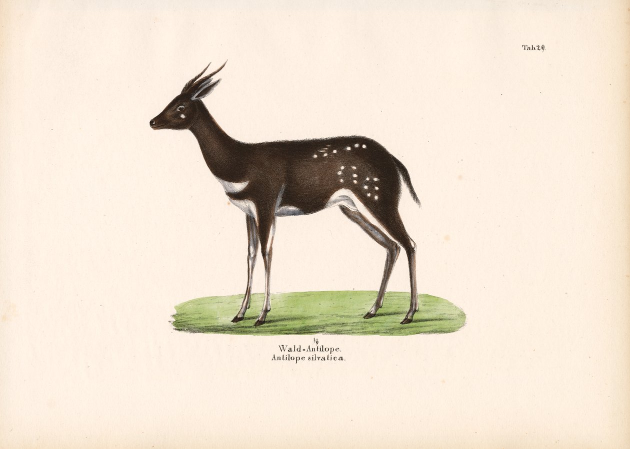 Waldantilope von Conrad Kull