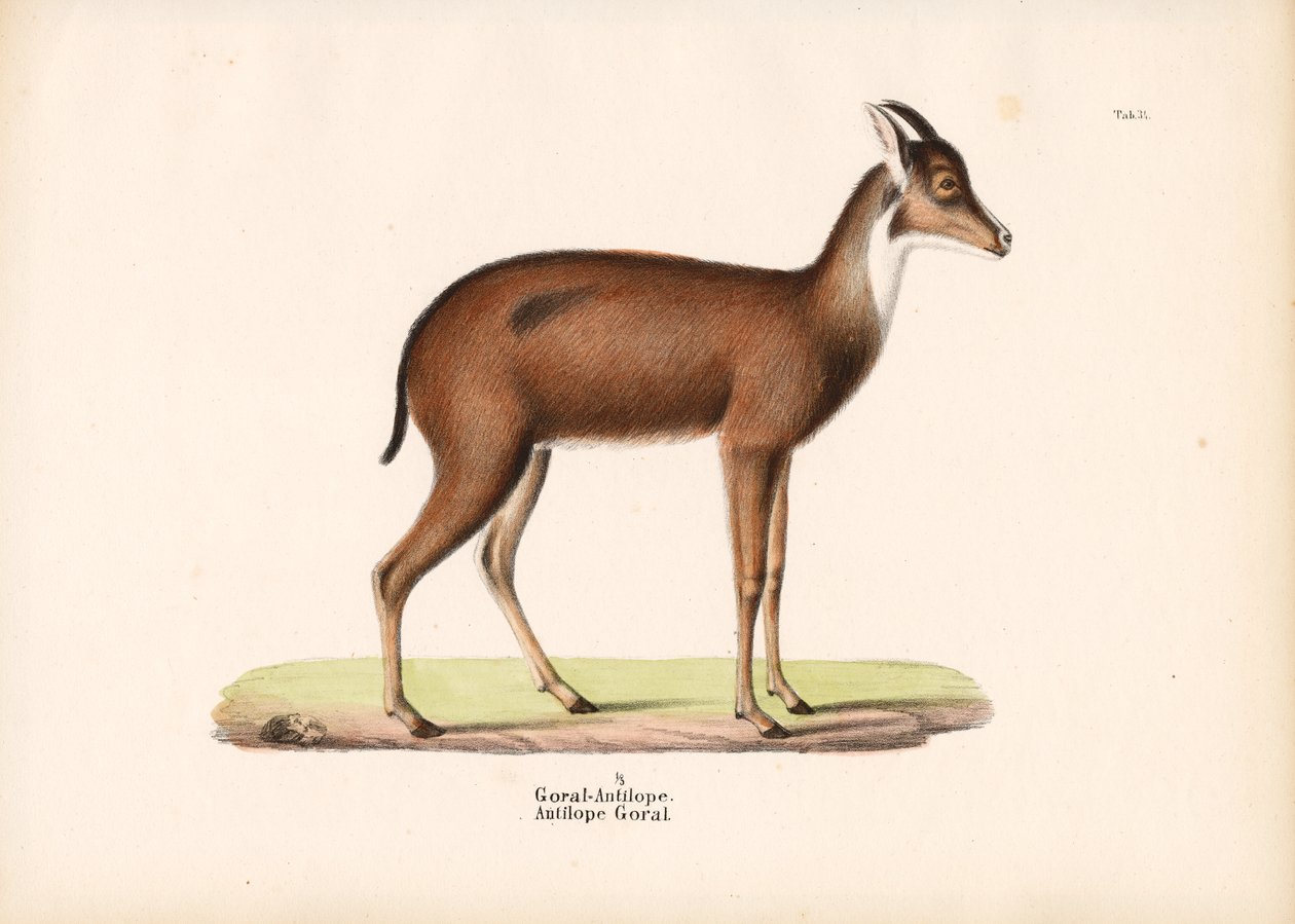 Goral-Antilope im Profil von Conrad Kull