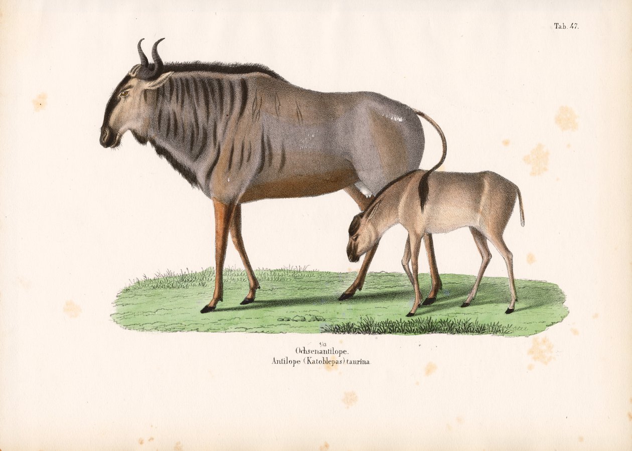 Hartebeest mit Kalb von Conrad Kull