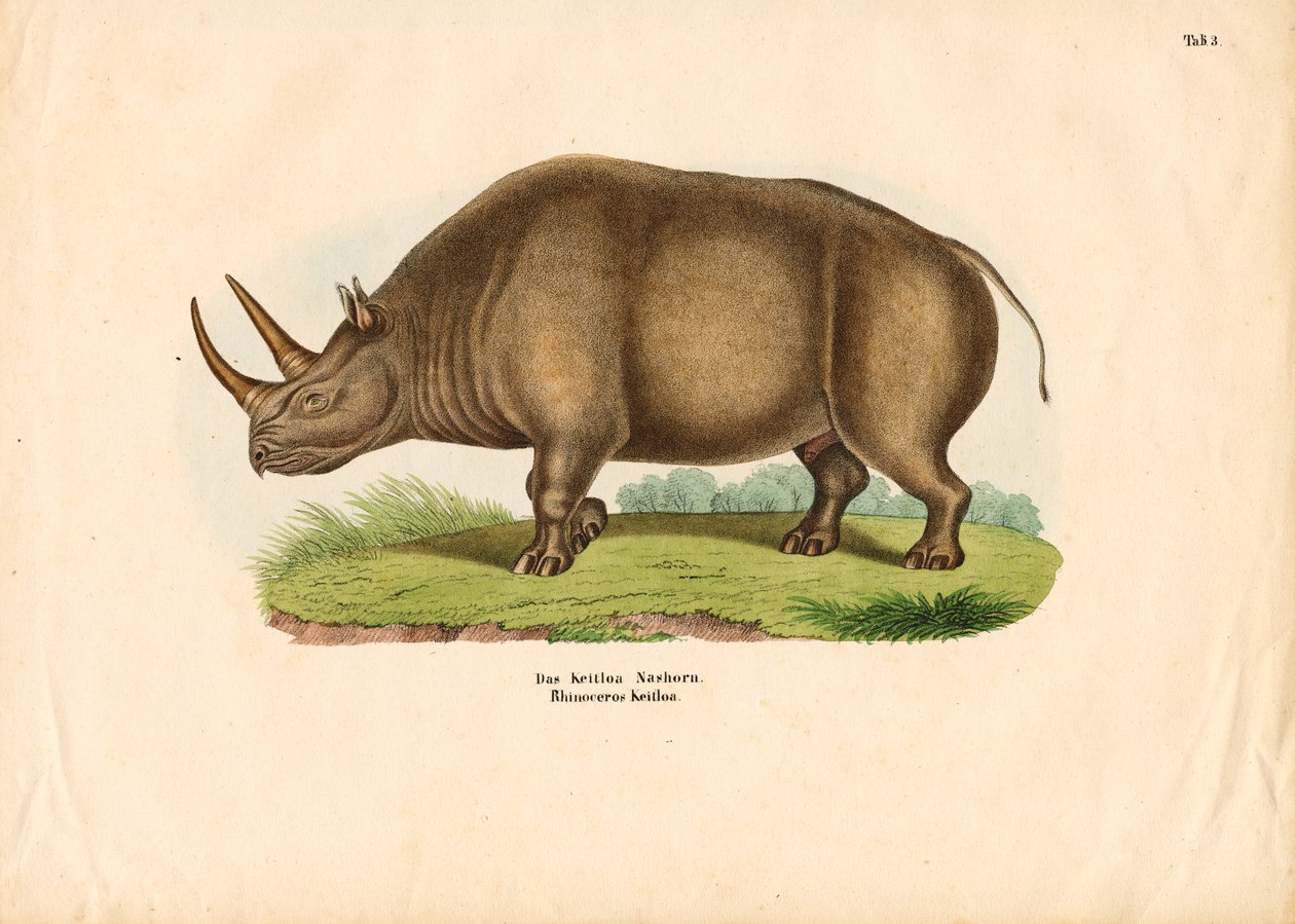 Indisches Nashorn von Conrad Kull