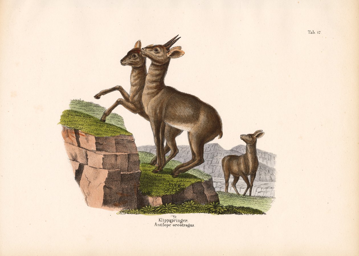 Klipspringer von Conrad Kull