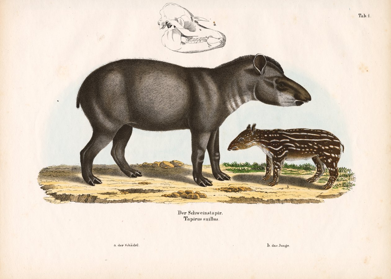 Flachlandtapir mit Jungtier von Conrad Kull