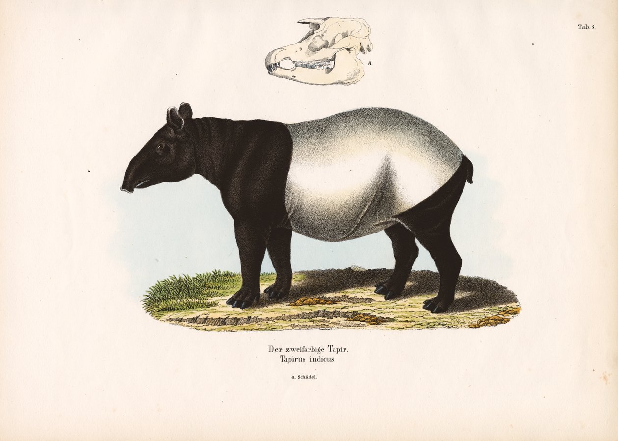 Malaiischer Tapir von Conrad Kull
