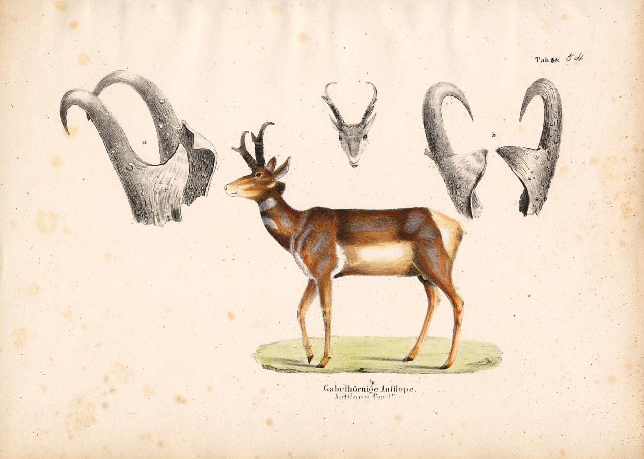 Gabelbockantilope mit Hornillustrationen von Conrad Kull
