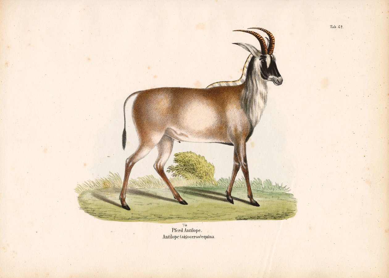 Rappenantilope von Conrad Kull