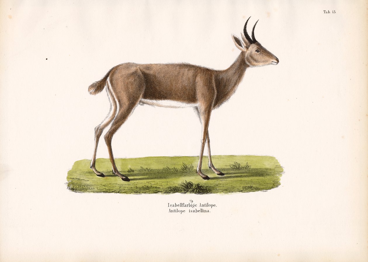 Steinböckchen von Conrad Kull