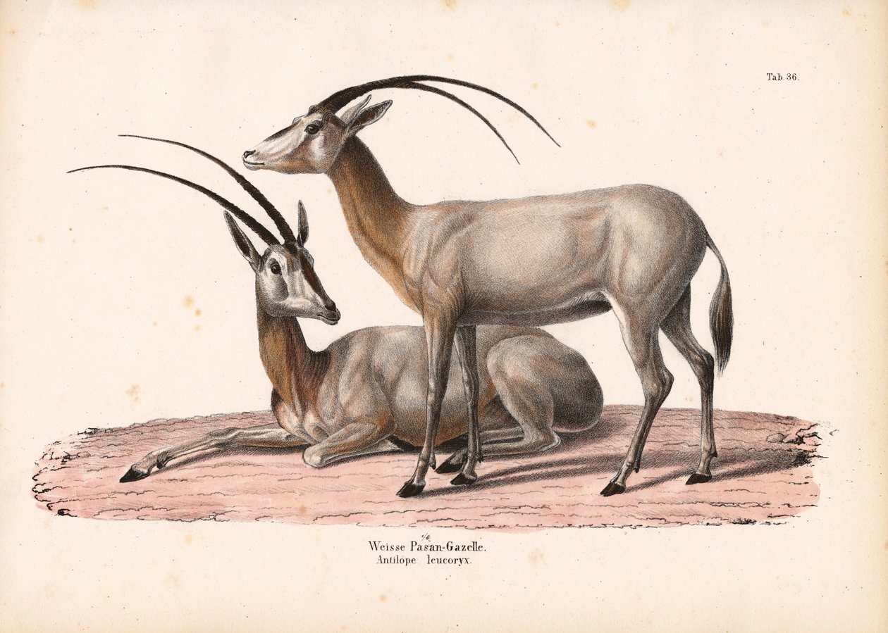Weiße Oryx von Conrad Kull