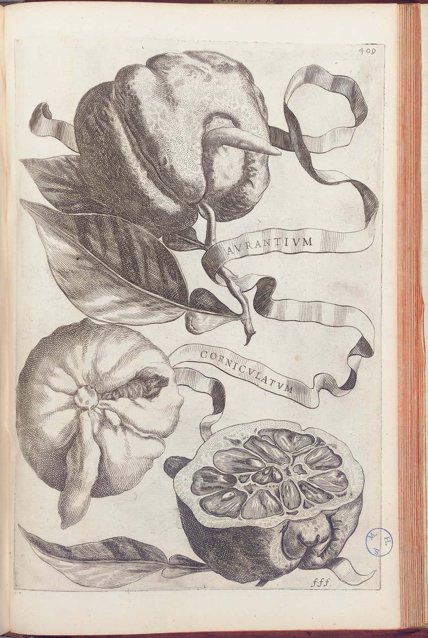 Gehörnte Orange, Tafel 409 aus "Hesperides sive de Malorum Aureorum Cultura et Usu Libri Quatuor" von Giovanni Battista Ferrari, 1646 von Cornelis Bloemaert