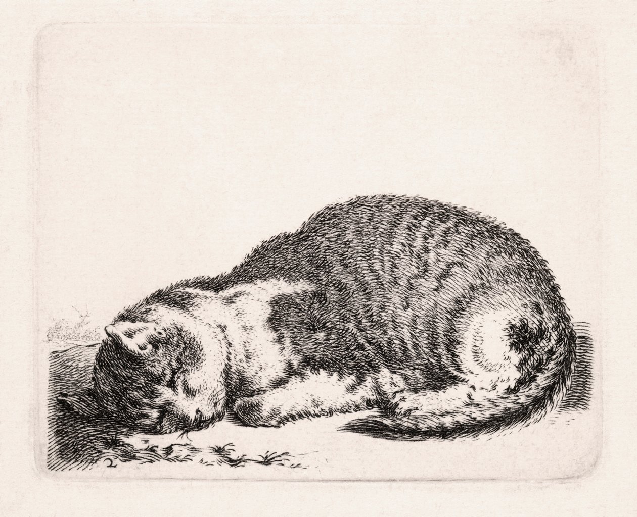 Schlafende Katze, ca. 1607-81 von Cornelis Saftleven