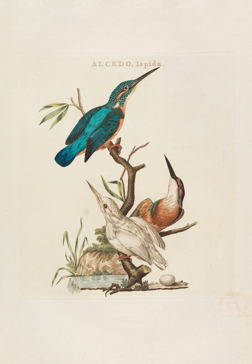 Nederlandsche vogelen: volgens hunne huishouding, aert, en eigenschappen, 1770-1829 von Cornelius Nozeman