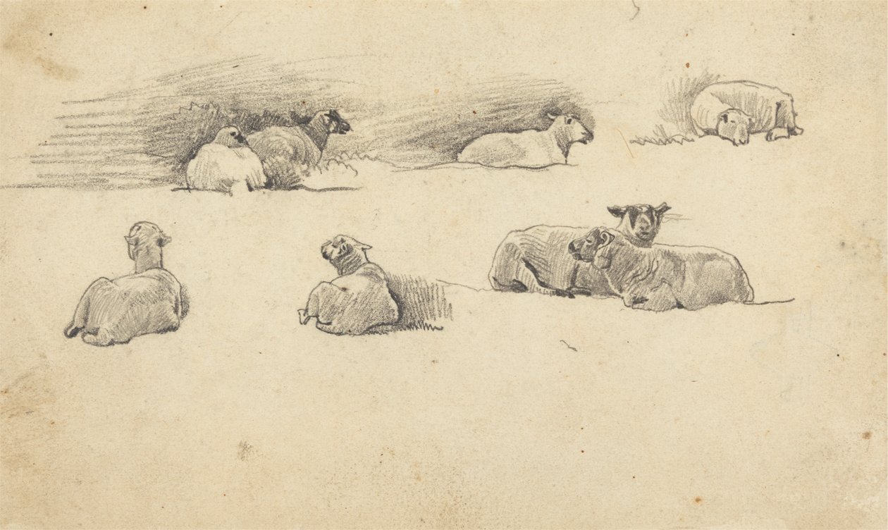 Studie von Schafen von Cornelius Varley