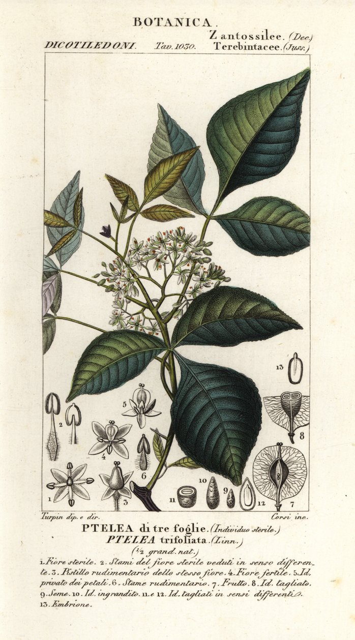 Gemeiner Hopfenbaum, Ptelea trifoliata, Ptelea di tre foglie von Corsi Corsi