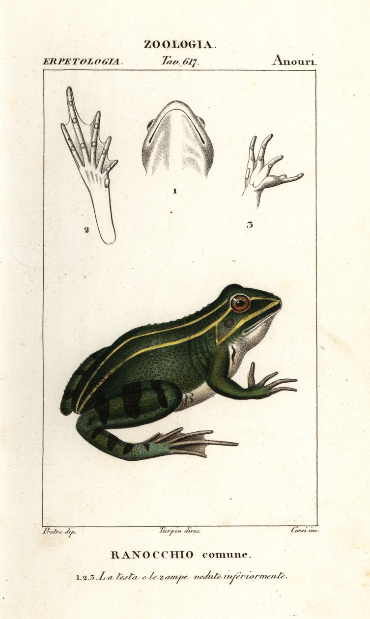 Grüner Frosch, Pelophylax kl esculentus von Corsi Corsi
