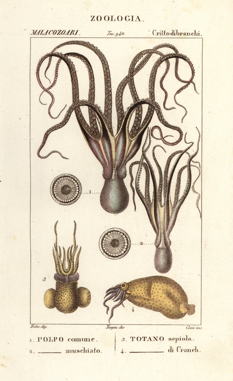 Oktopus- und Tintenfischarten von Corsi Corsi