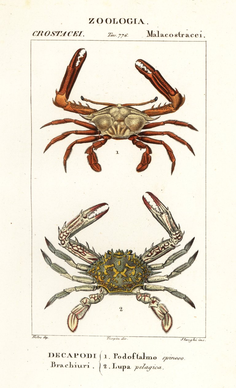 Periskopkrabbe und Blumenkrabbe von Corsi Corsi