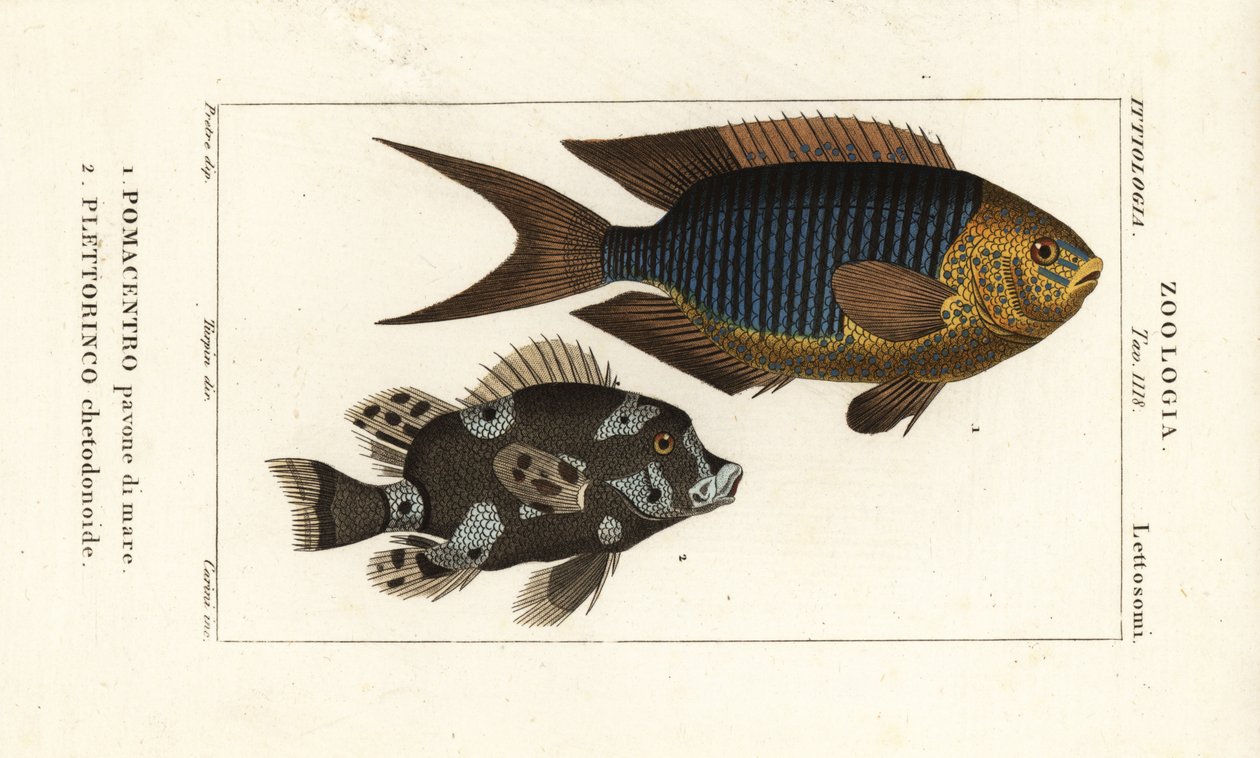 Saphirdemoiselle, Pomacentrus pavo, pavone di mare 1, und Harlekin-Süßlippe, Plectorhinchus chaetodonoides, Plettorinco chetodonoides 2 von Corsi Corsi