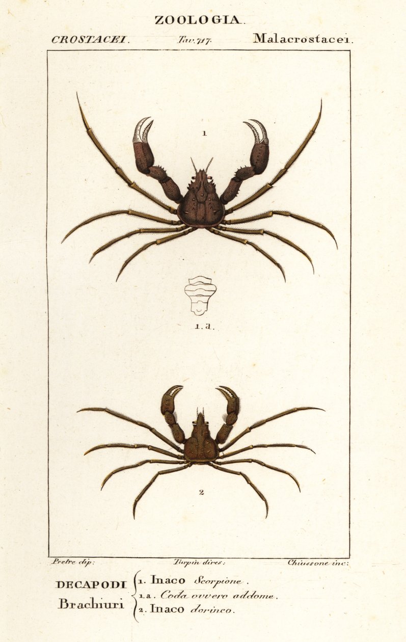 Skorpion-Spinnenkrabbe und Leach’s Spinnenkrabbe von Corsi Corsi