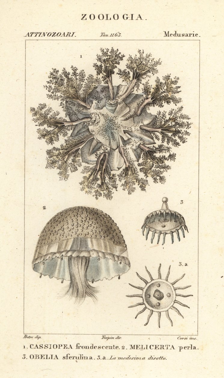 Kopfstehende Qualle, Cassiopea frondosa 1, Melicertum-Arten 2 und Obelia-Polyp 3 von Corsi Corsi