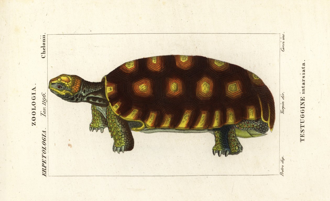 Gelbfuß-Landschildkröte oder Brasilianische Riesenschildkröte, Chelonoidis denticulatus Testudo tabulata Testuginne intarsiata von Corsi Corsi