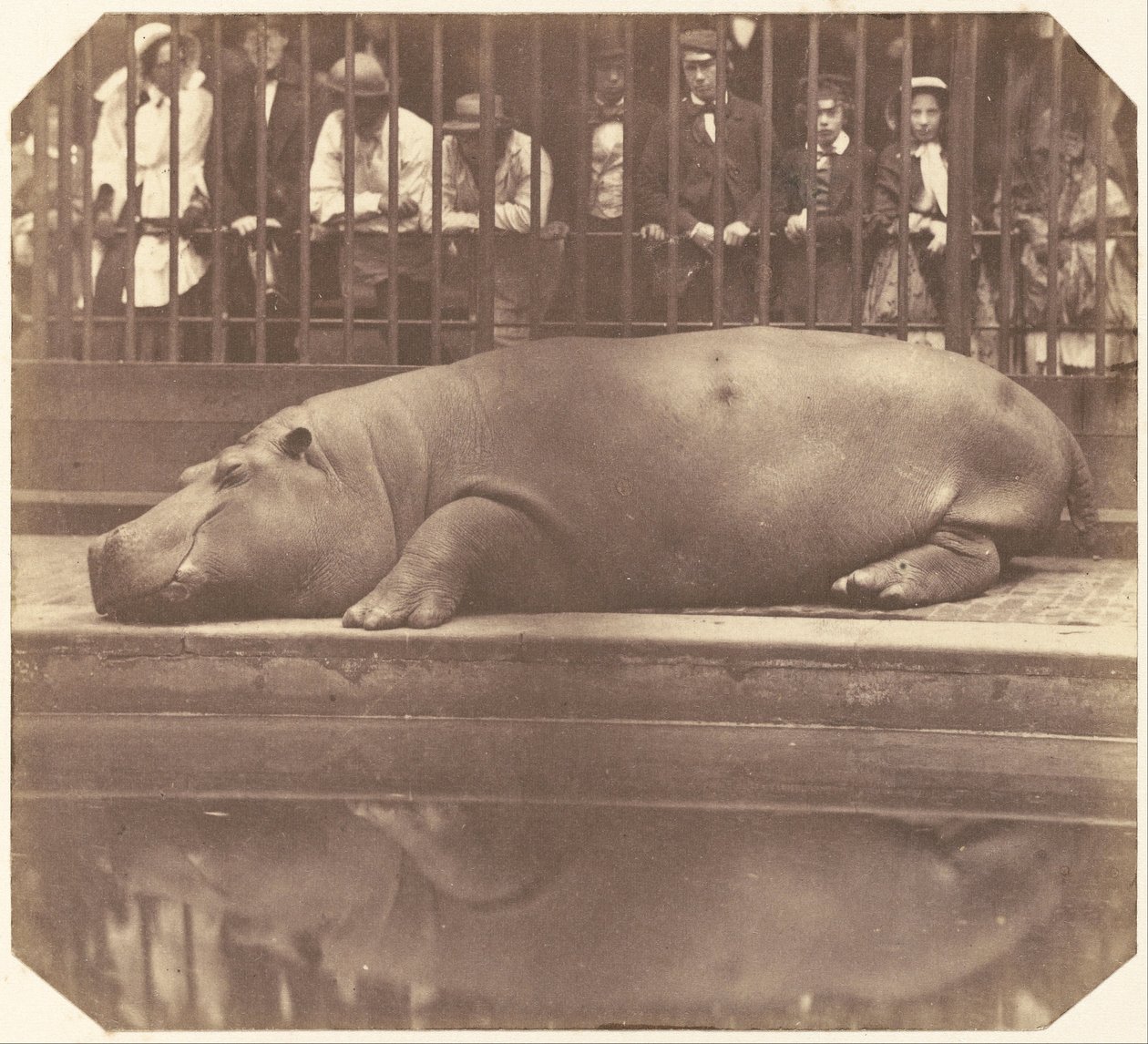Das Nilpferd im Zoologischen Garten, Regent