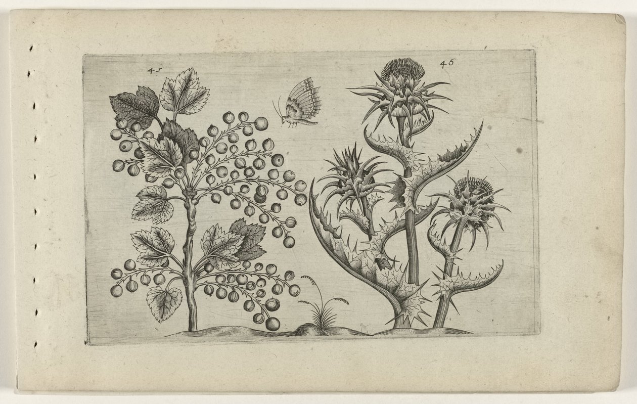 Johannisbeere und Mariendistel (Cognoscite lilia, Serientitel) von Crispijn van de Passe (I) (attributed to)