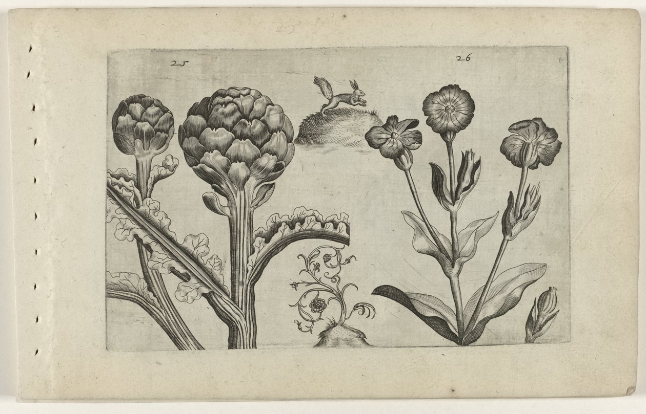 Artischocke und Karde von Crispijn van de Passe (I) (attributed to)