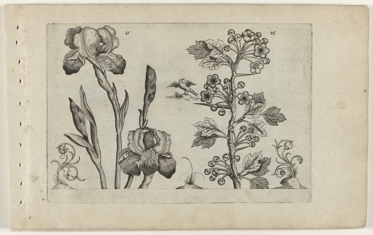 Bartiris und Korallenweißdorn von Crispijn van de Passe (I) (attributed to)