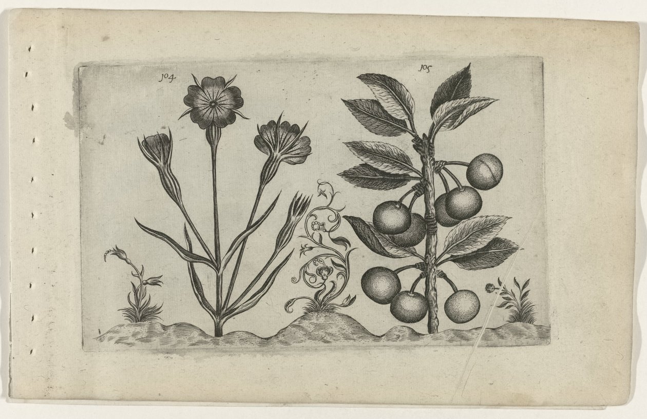Kornrade und Sauerkirsche von Crispijn van de Passe (I) (attributed to)