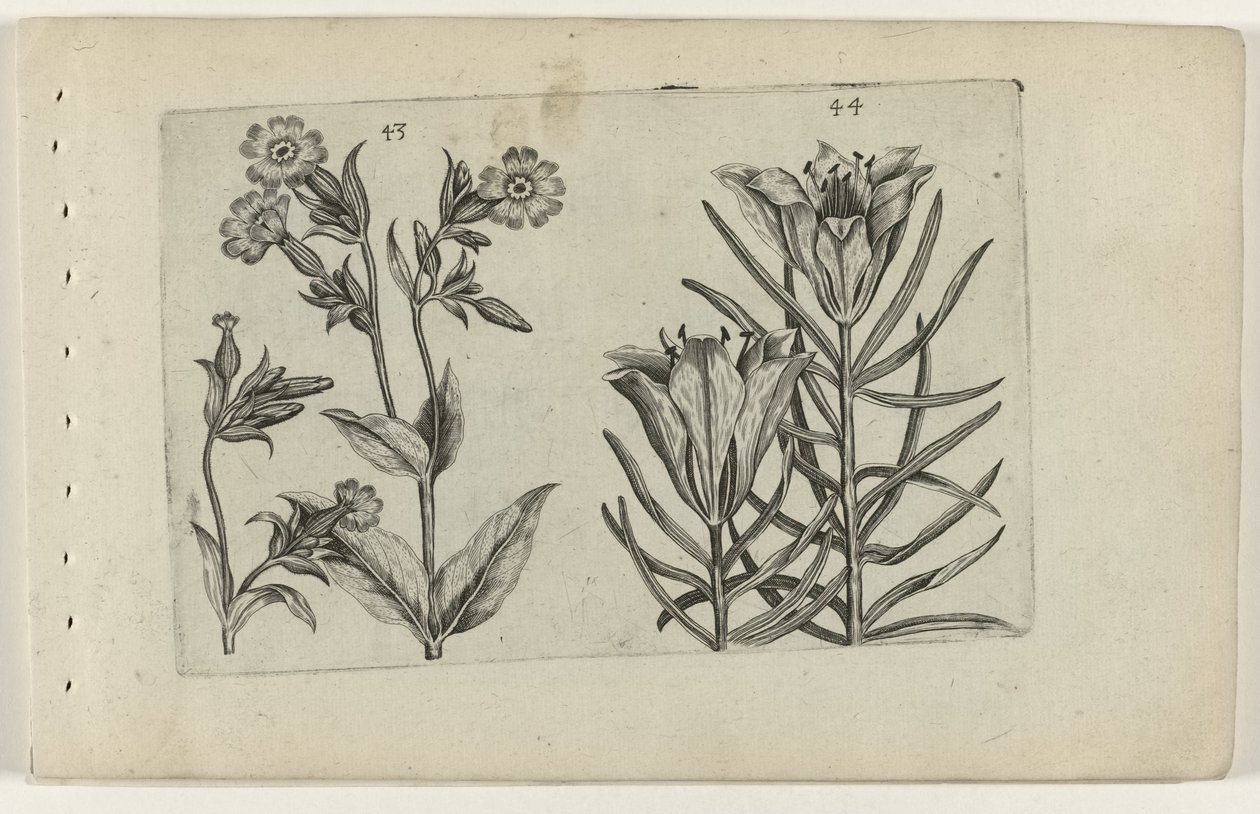 Tag-Kuckucksblume und Roggenlilie von Crispijn van de Passe (I) (attributed to)