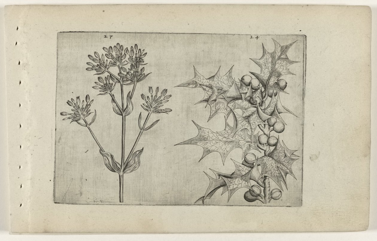Tausendgüldenkraut(?) und Stechpalme von Crispijn van de Passe (I) (attributed to)