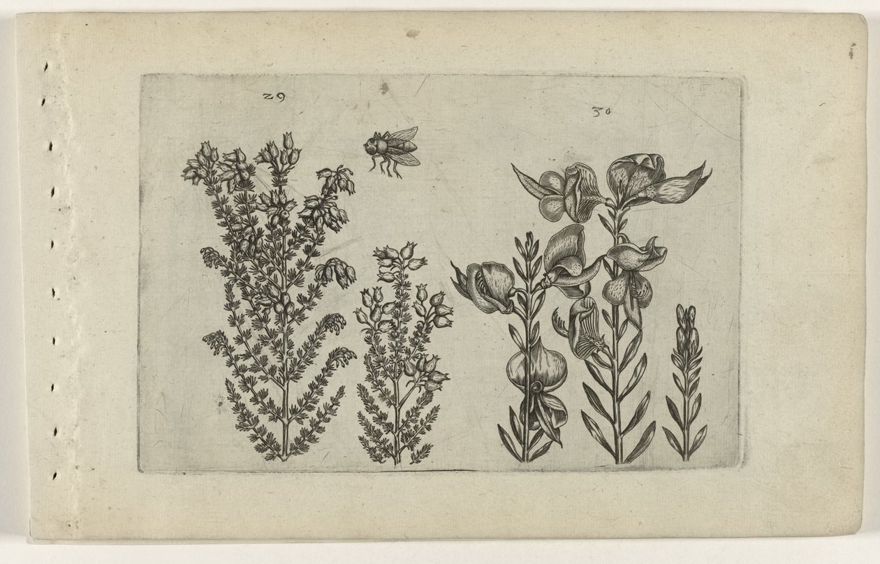 Gewöhnliche Heide und Besenstrauch von Crispijn van de Passe (I) (attributed to)