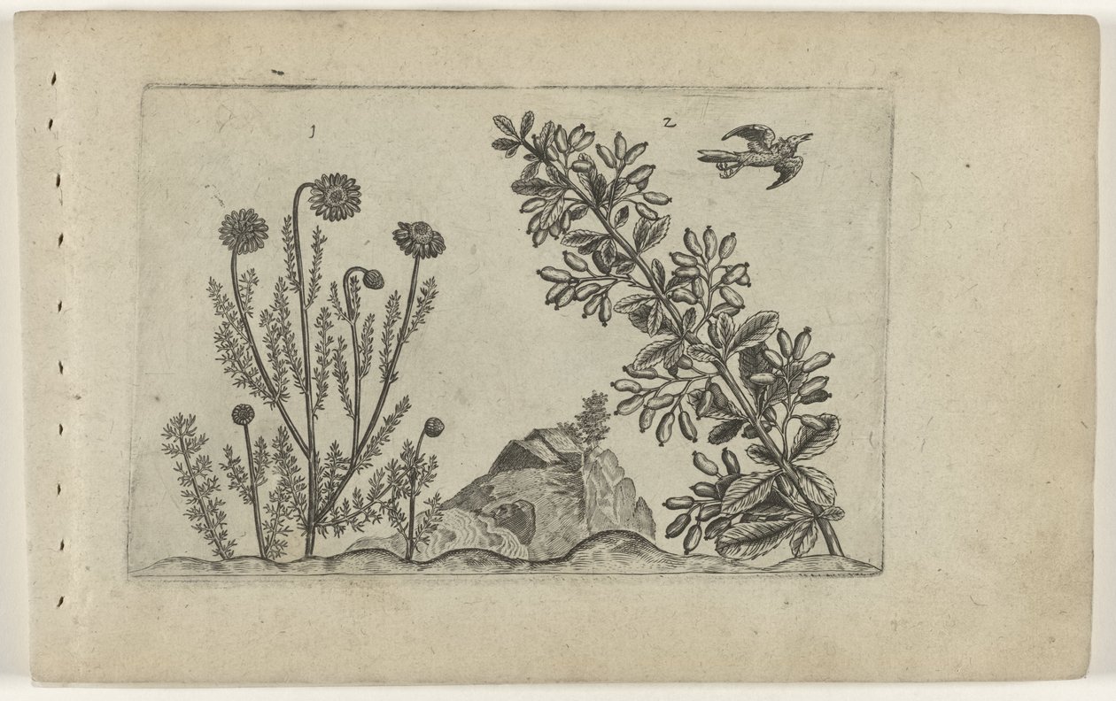 Echte Kamille und Sauerdorn von Crispijn van de Passe (I) (attributed to)