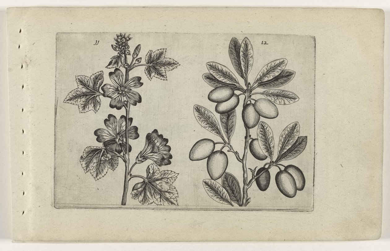 Große Malve und Olivenbaum Cognoscite lilia (Serientitel) von Crispijn van de Passe (I) (attributed to)