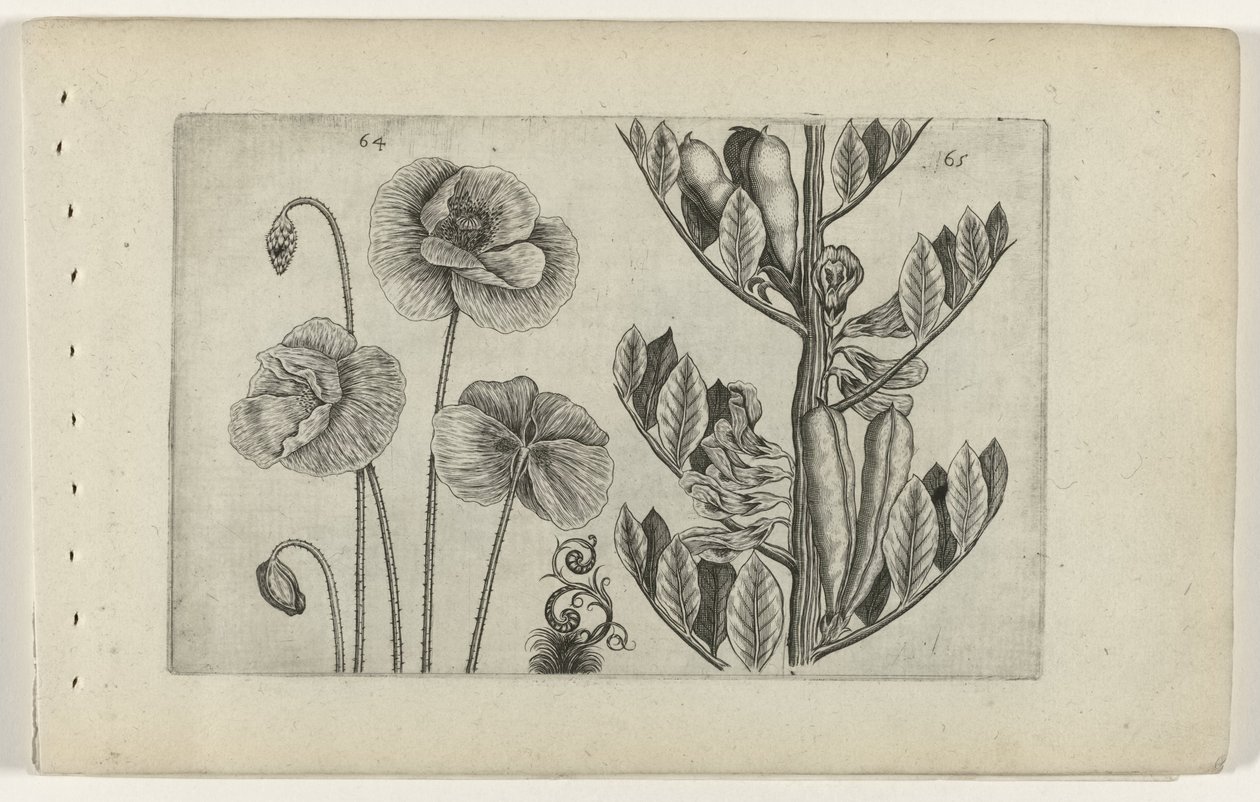 Großer Klatschmohn und Gartenbohne von Crispijn van de Passe (I) (attributed to)