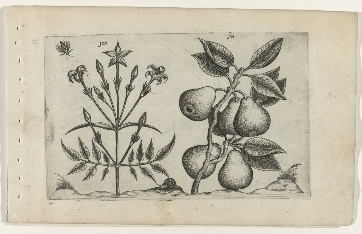 Jasmin und Birne (Cognoscite lilia, Serientitel) von Crispijn van de Passe (I) (attributed to)
