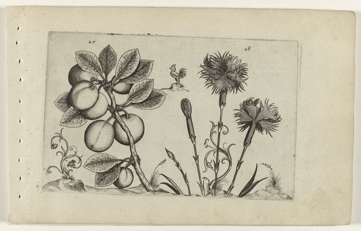 Kirschpflaume und Gartennelke (Cognoscite lilia) von Crispijn van de Passe (I) (attributed to)