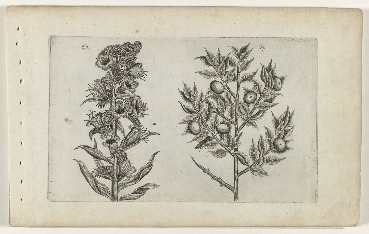 Krummhals und Mäusedorn von Crispijn van de Passe (I) (attributed to)