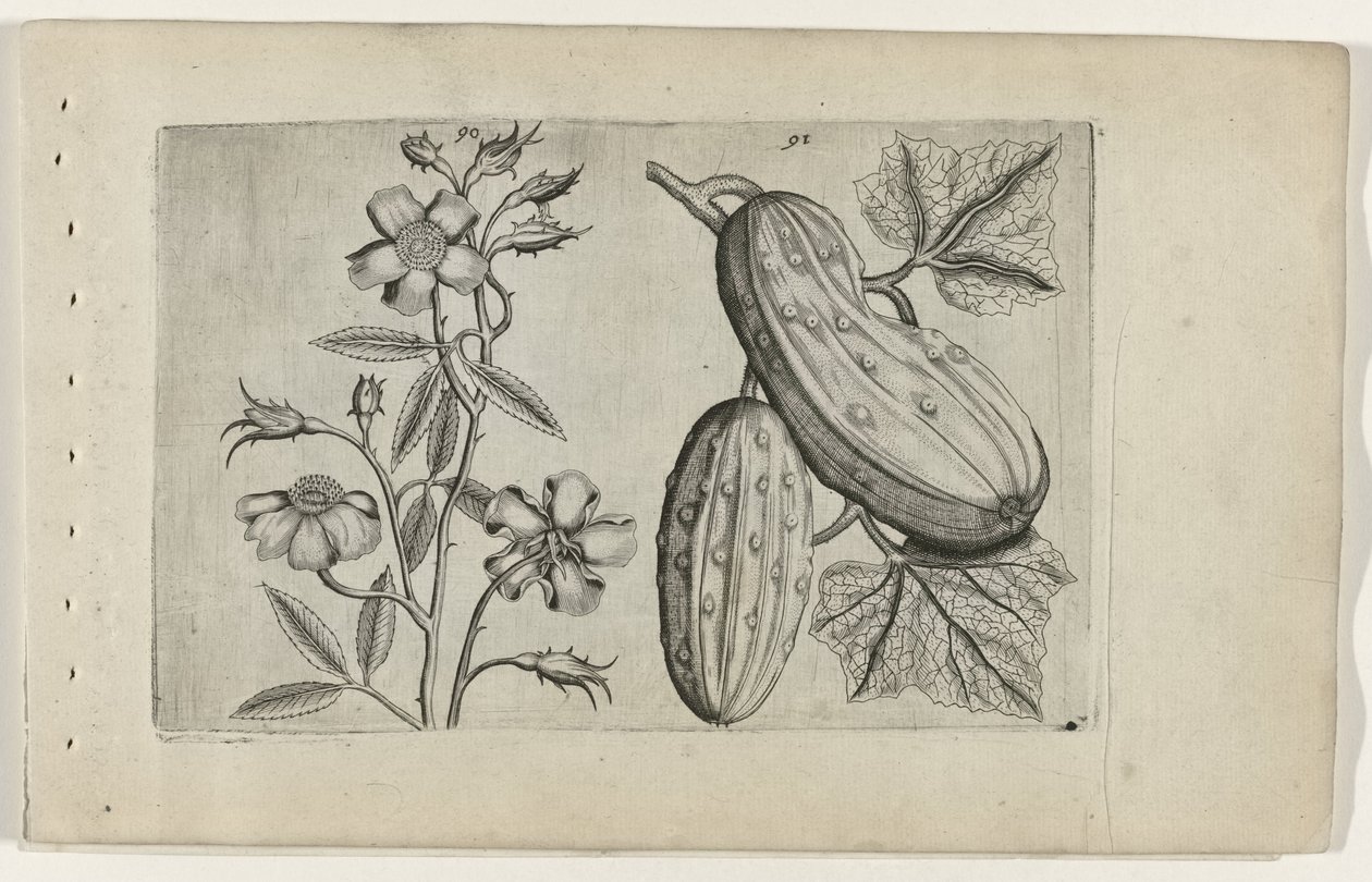Moschusrose und Gurke Cognoscite lilia von Crispijn van de Passe (I) (attributed to)