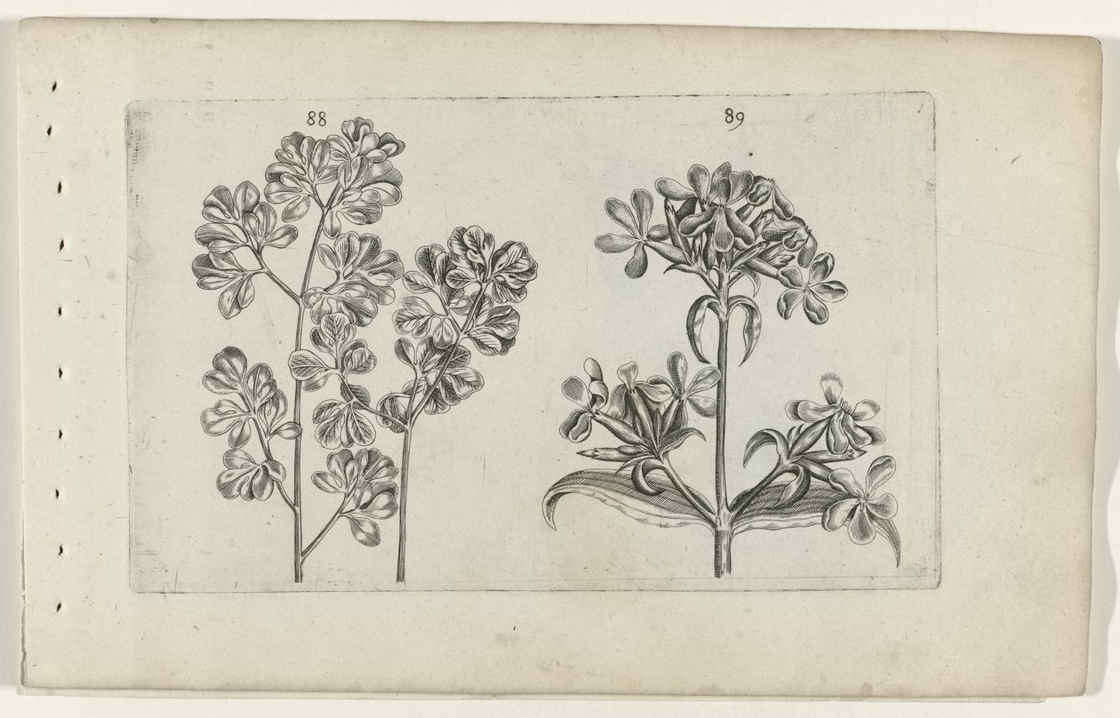 Mauerfarn und Seifenkraut von Crispijn van de Passe (I) (attributed to)